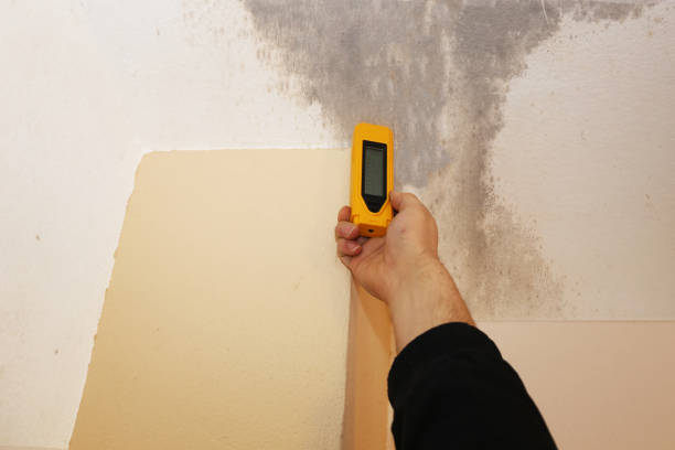 Mold Remediation for Vacation Homes in Dowagiac, MI