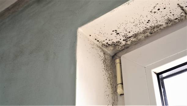 Best Attic Mold Removal  in Dowagiac, MI