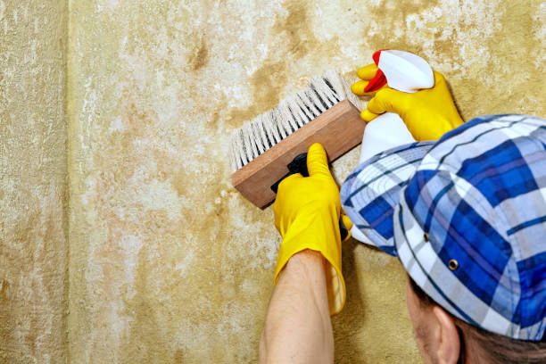 Best Biohazard Mold Removal  in Dowagiac, MI