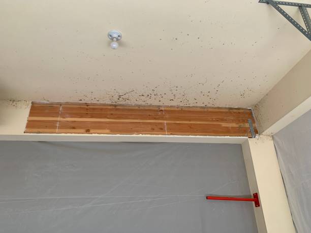 Best Emergency Mold Remediation  in Dowagiac, MI