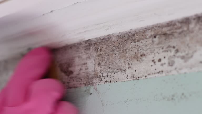 Professional Mold Removal in Dowagiac, MI